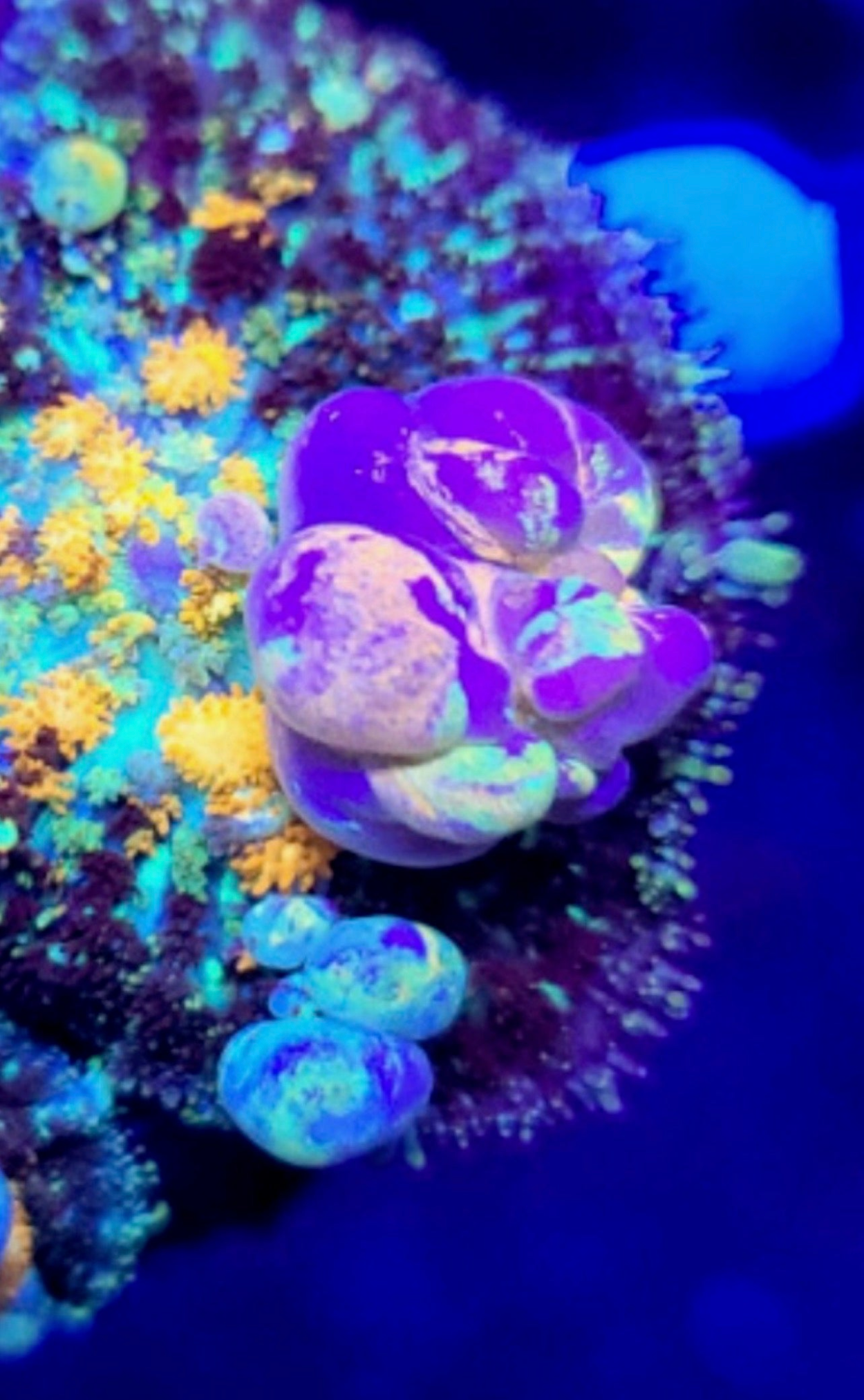 Cornbred's Powerball Bounce Mushroom - WYSIWYG