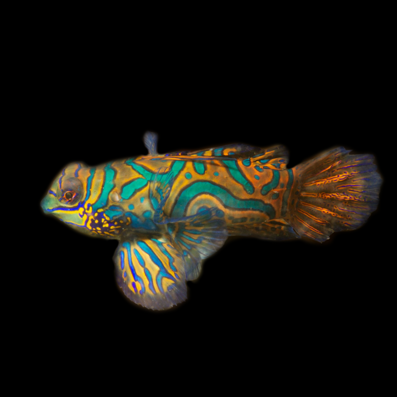 Green Psychedelic Mandarin Dragonet