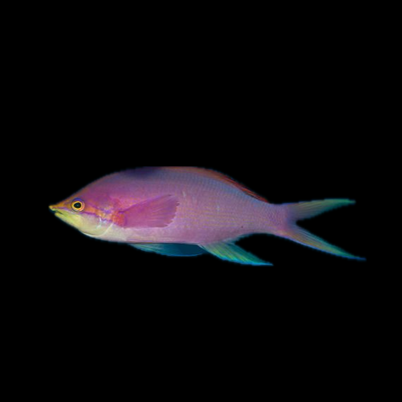 Purple Queen Anthias