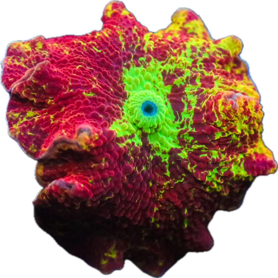 Cornbred's Rainbow Eclectus Mushroom - WYSIWYG