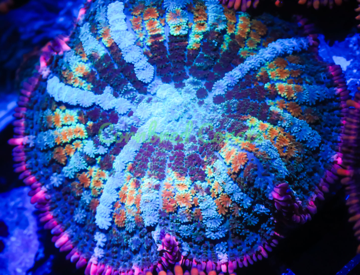 Cornbred's Frankie's Bride Bounce Mushroom - WYSIWYG