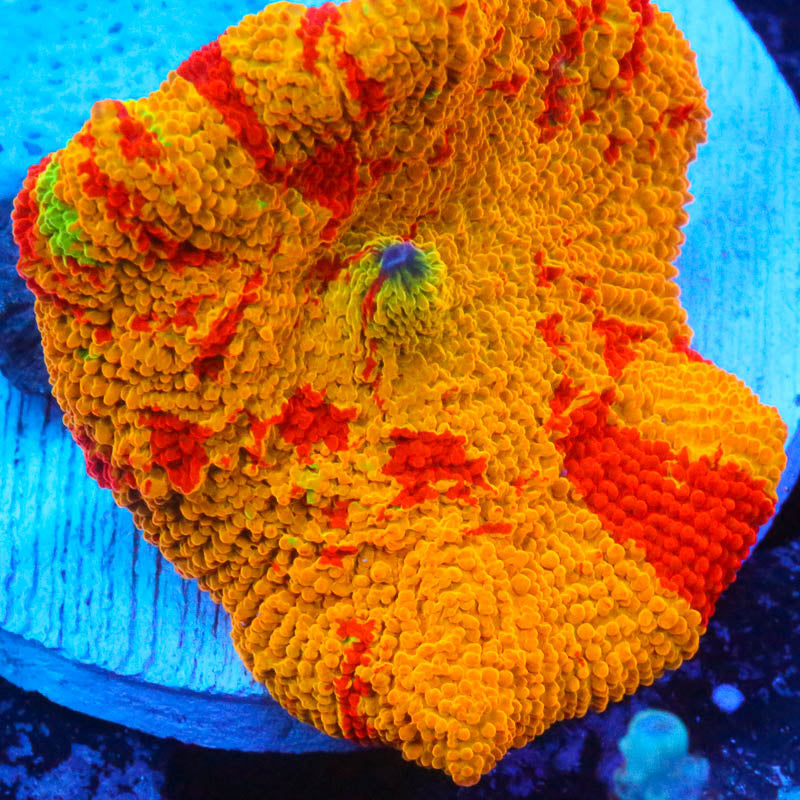 Cornbred's Rainbow Jawbreaker Mushroom - WYSIWYG