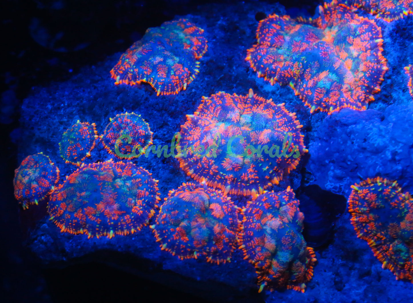 Cornbred's Rainbow Starburst Mushroom