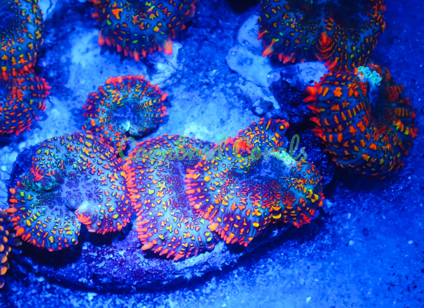 Cornbred's Rasta Rainbow Mushroom - WYSIWYG