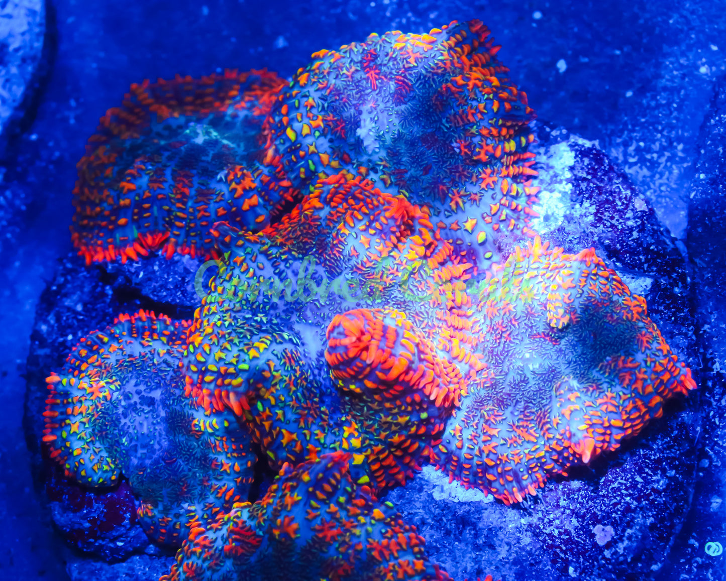 Cornbred's Rasta Rainbow Mushroom