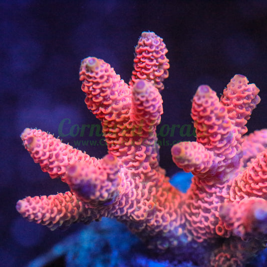 Cornbred's Really Really Orange Milli