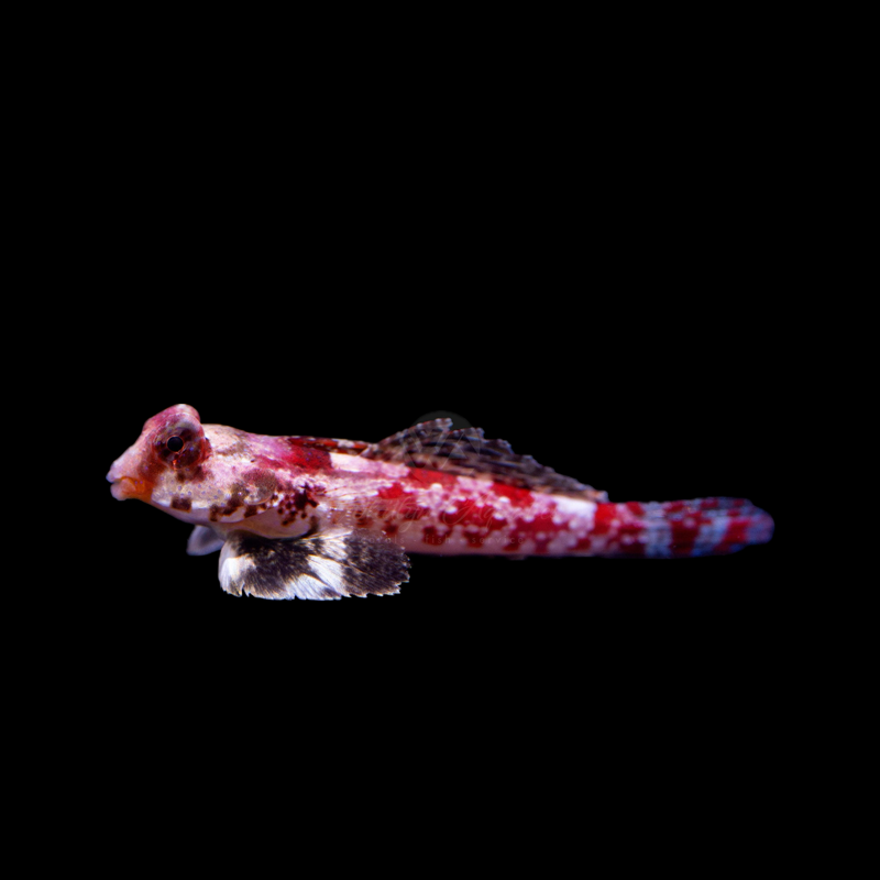 Red Scooter Blenny