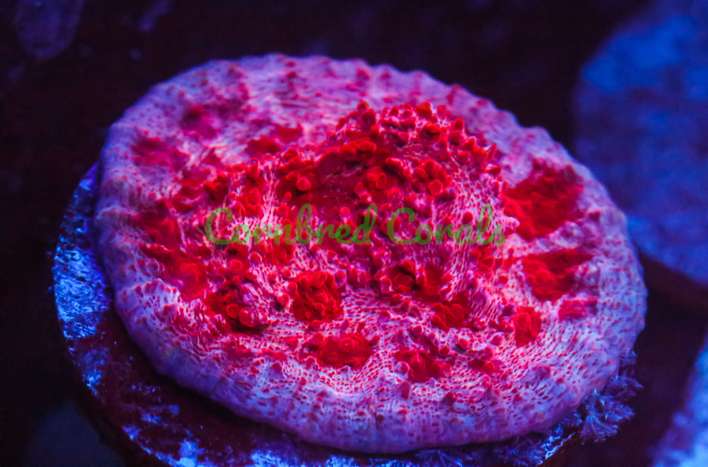 Cornbred's Red Velvet Chalice - WYSIWYG