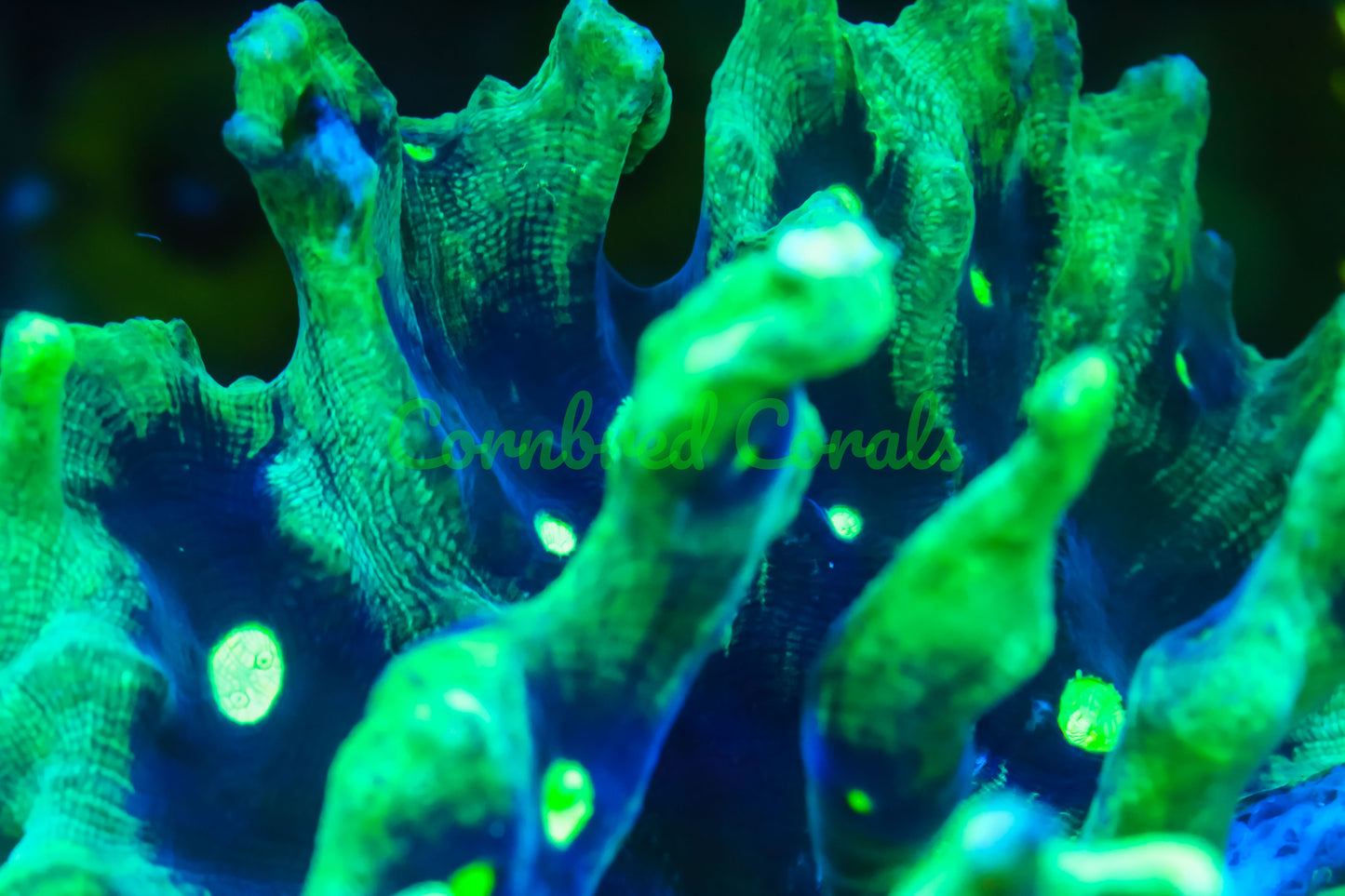 Cornbred's Riddler Pectinia - WYSIWYG