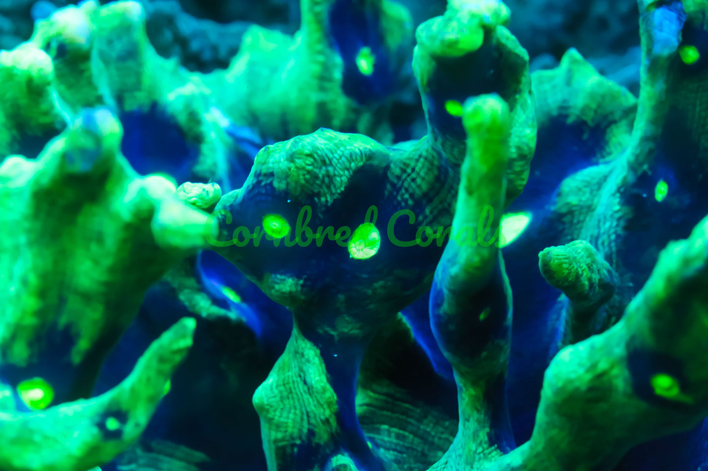 Cornbred's Riddler Pectinia - WYSIWYG