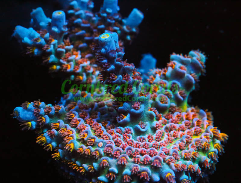 Cornbred's Angry Bird Acro - WYSIWYG