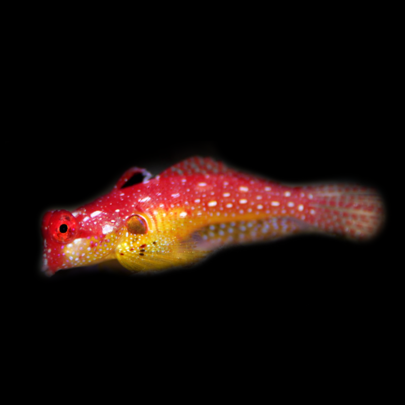 Ruby Red Dragonet Blenny