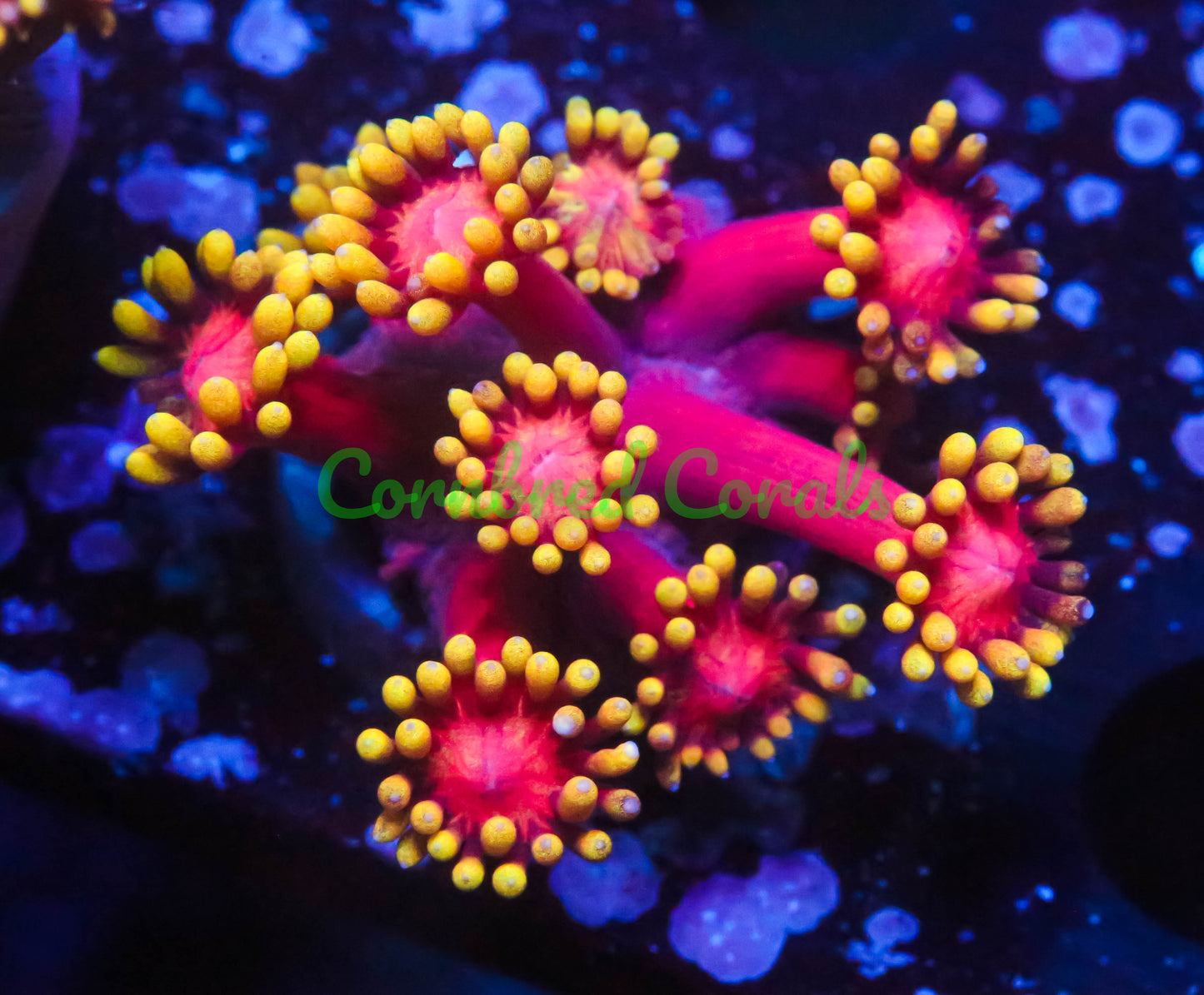 Cornbred's Sex Magic Gonipora