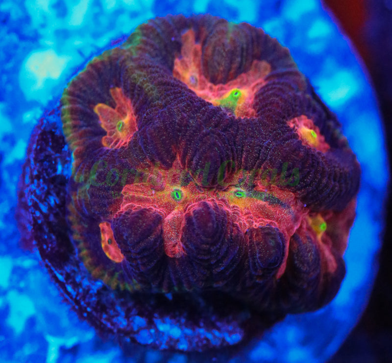 Cornbred's Shock Wave Maze Brain - WYSIWYG