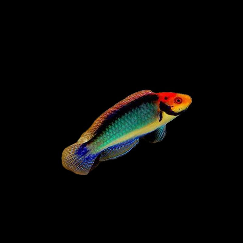 Red Head Solon Fairy Wrasse