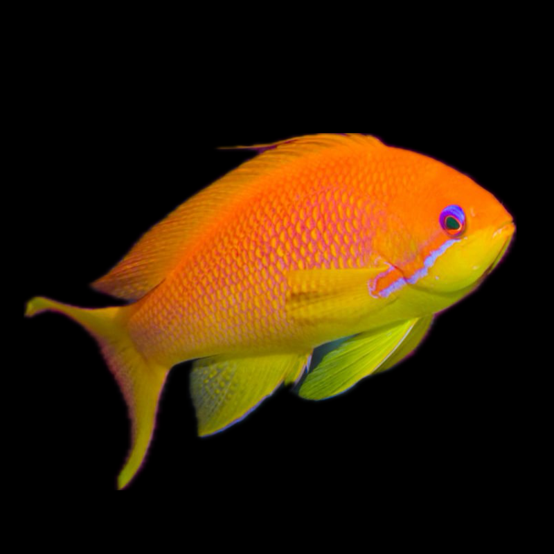 Squamipinnis Anthias - Female