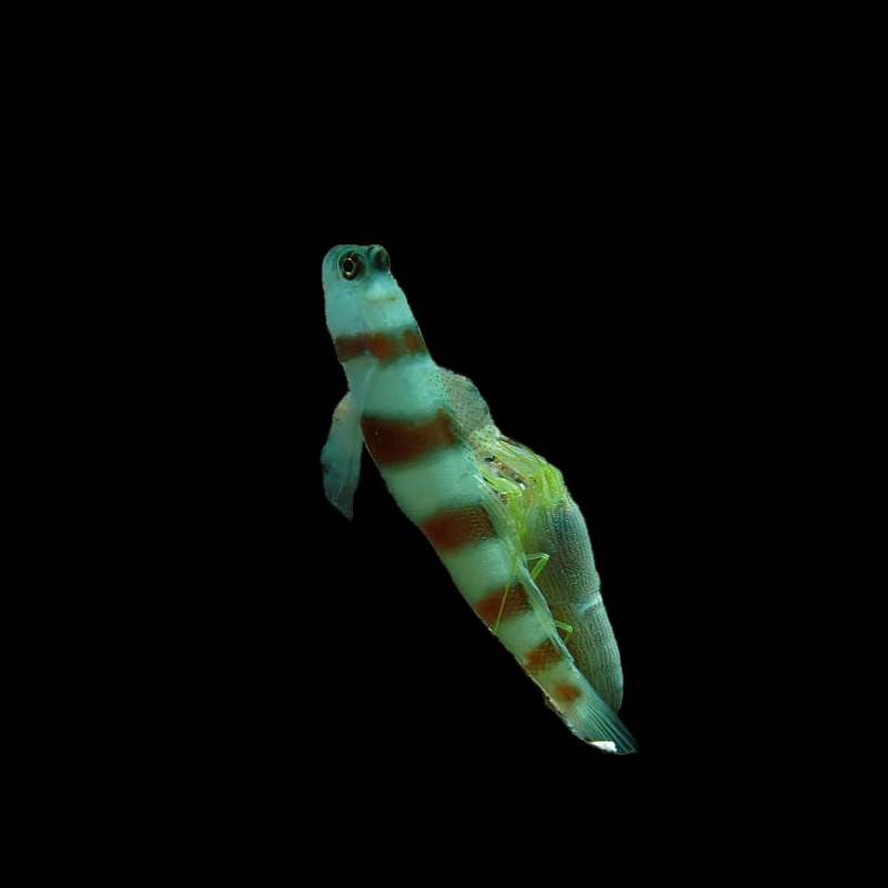 Steinitz Shrimp Goby