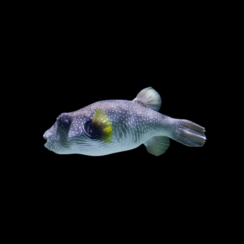 Striped Dogface Puffer - Male