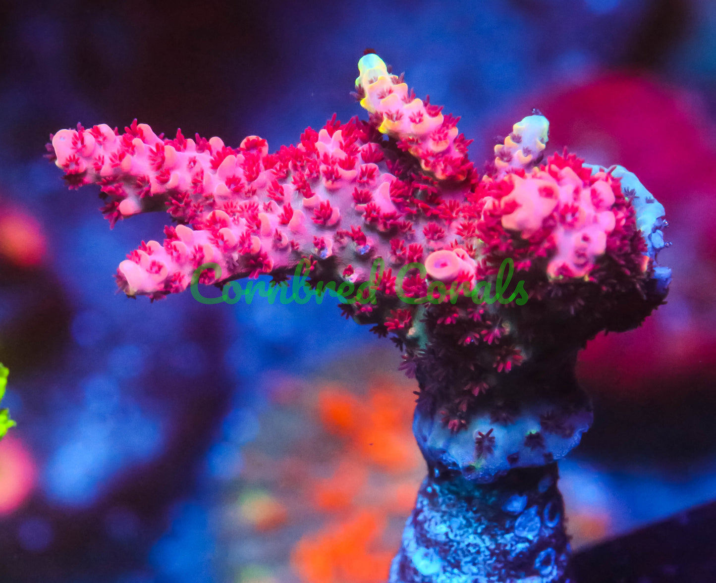 Cornbred's Supernova Acro