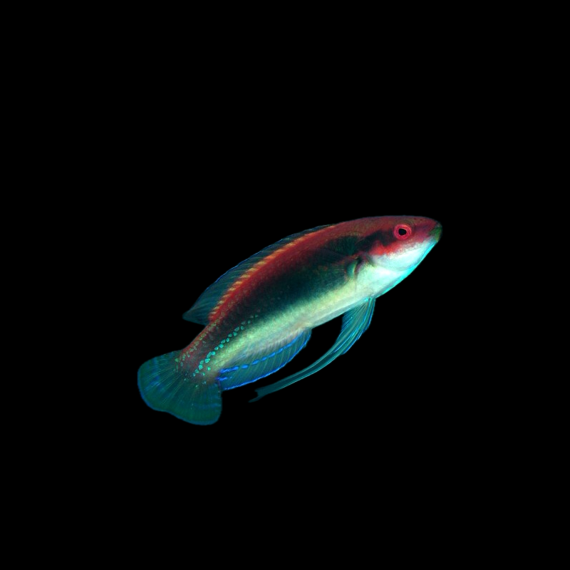 Temmnickii Fairy Wrasse