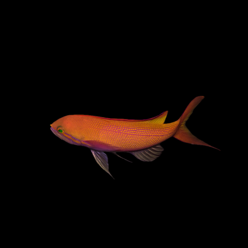 Threadfin Goldie Anthias