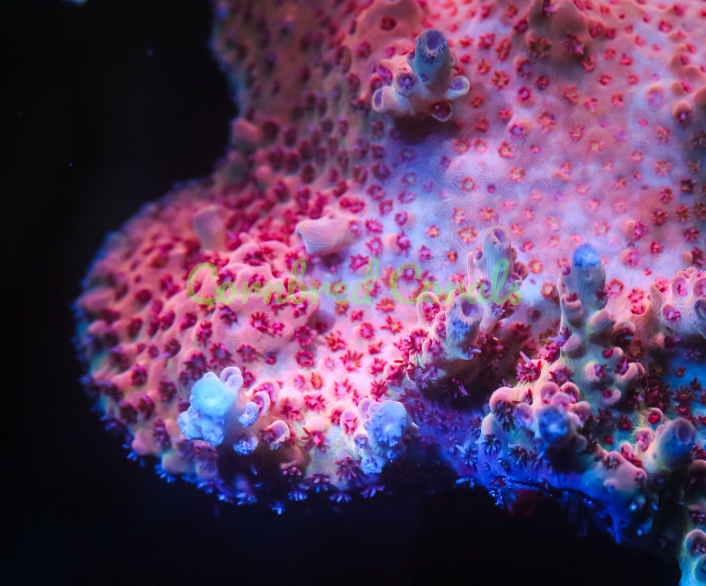 Cornbred's Tigers Blood Acro - WYSIWYG