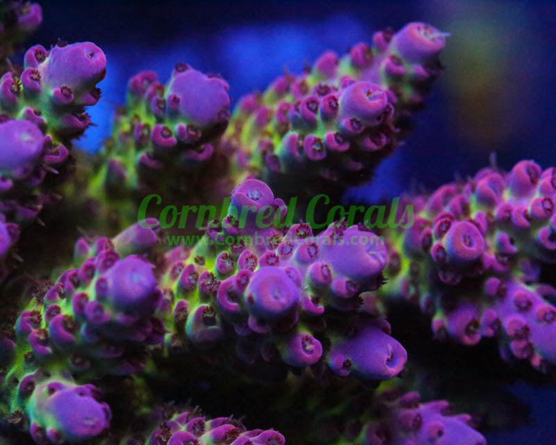 Cornbred's Tormenta Del Fuego Acro - WYSIWYG