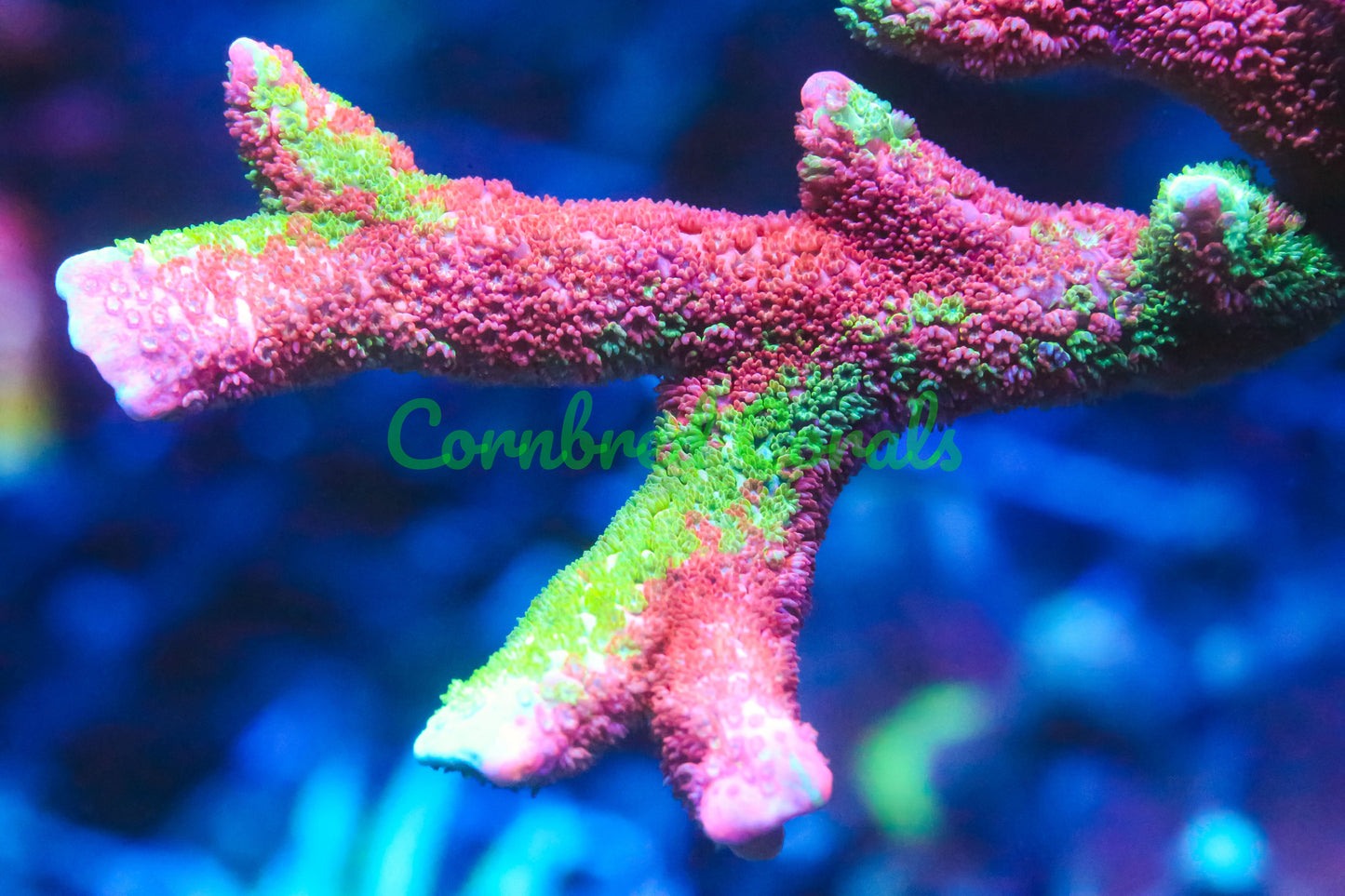 Cornbred's Tropical Grafted Digi - WYSIWYG