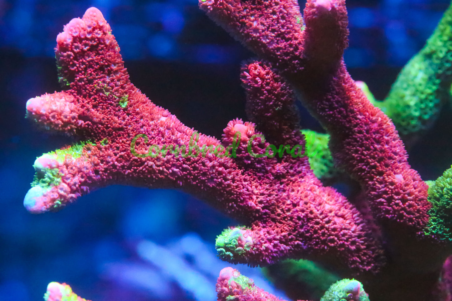 Cornbred's Tropical Grafted Digi - WYSIWYG