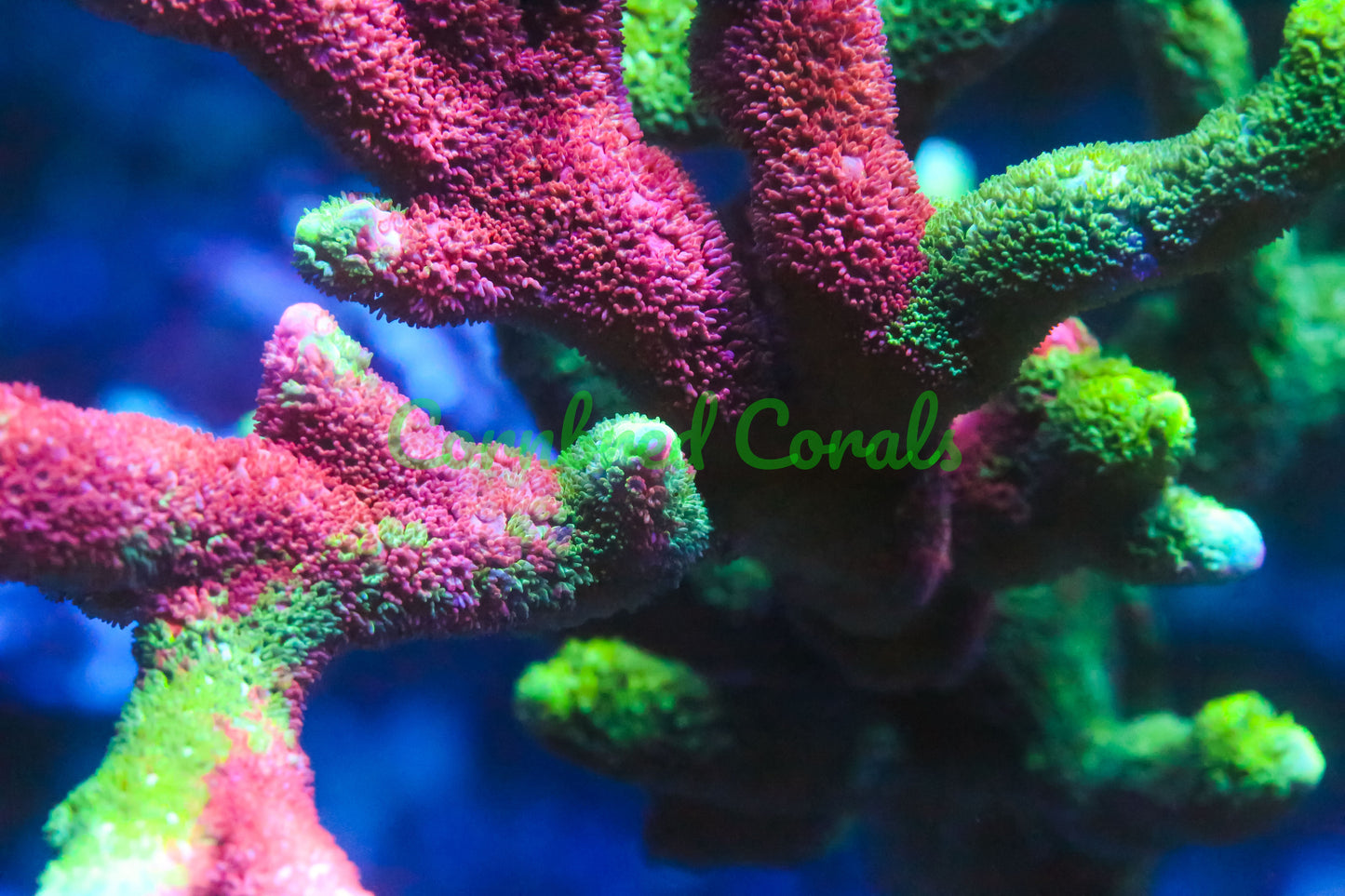 Cornbred's Tropical Grafted Digi - WYSIWYG