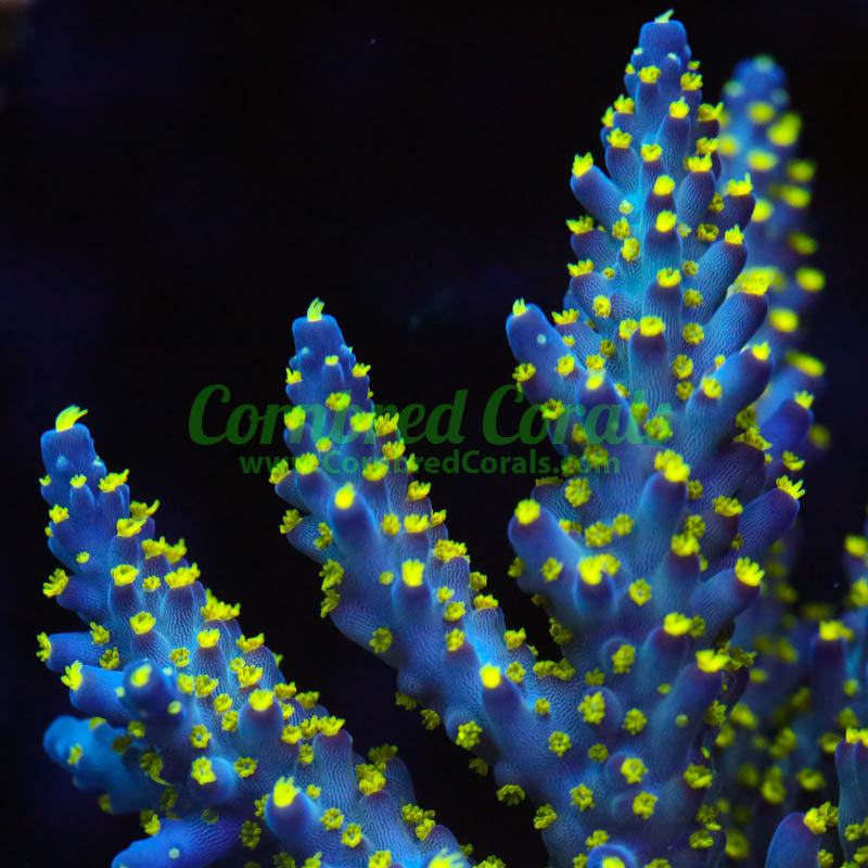 Cornbred's Ultimate Bonsai Acro