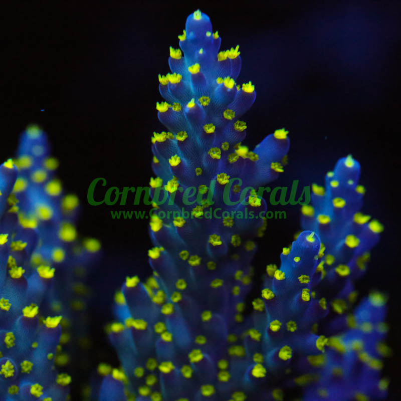 Cornbred's Ultimate Bonsai Acro