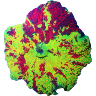 Cornbred's Ultimate Eclectus Mushroom - WYSIWYG