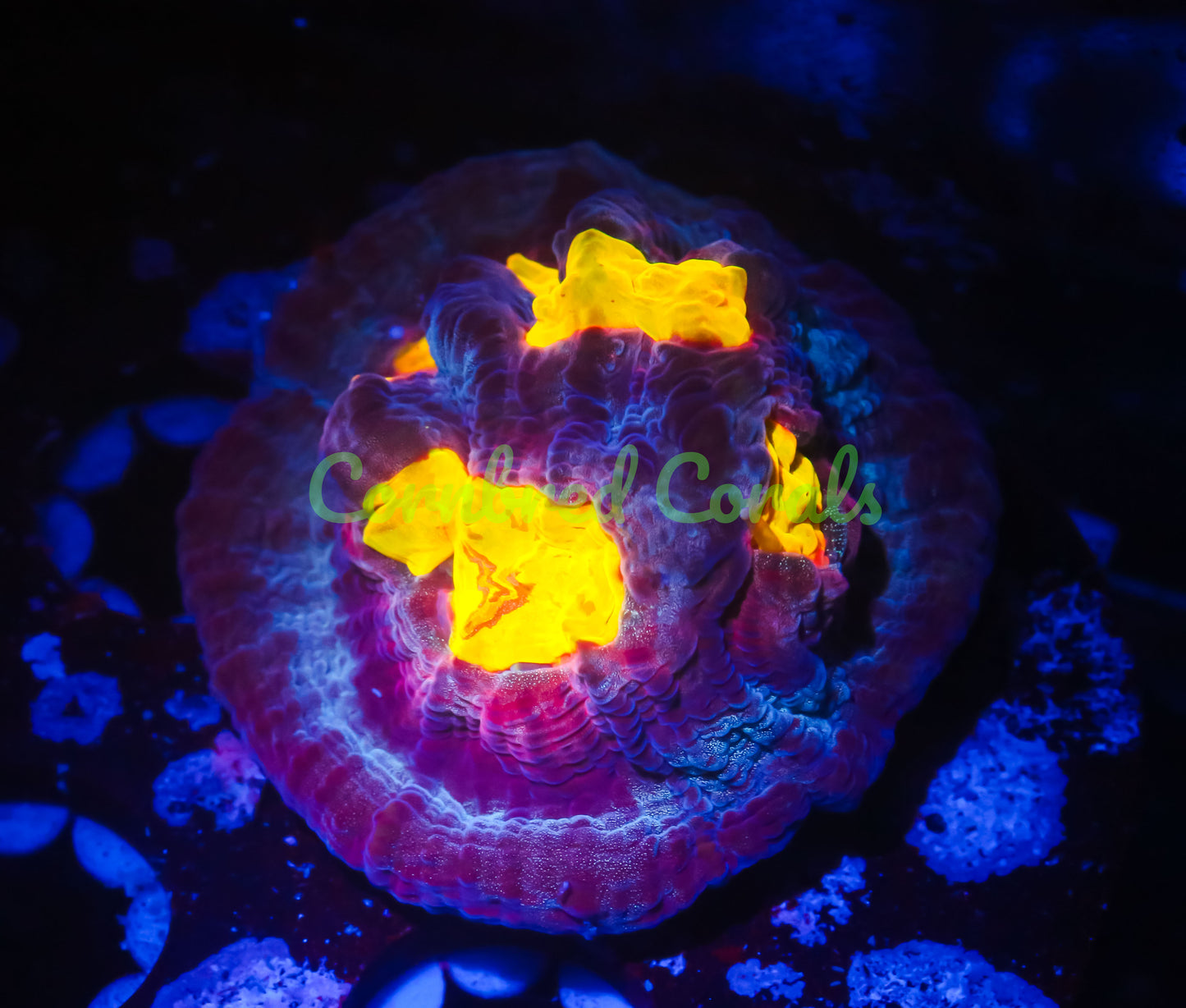Cornbred Presents WWC's Sundrop Mycedium Chalice