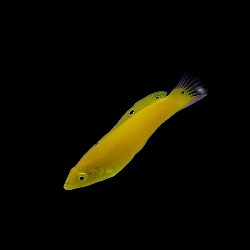 Yellow Coris Wrasse