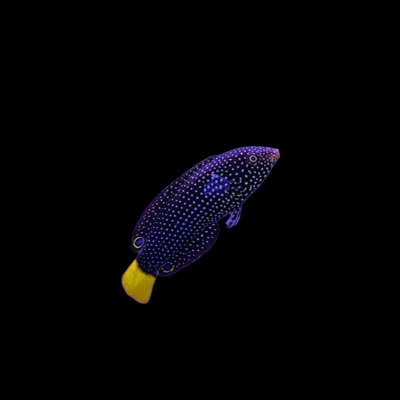 Yellow Tail Tamarin Wrasse