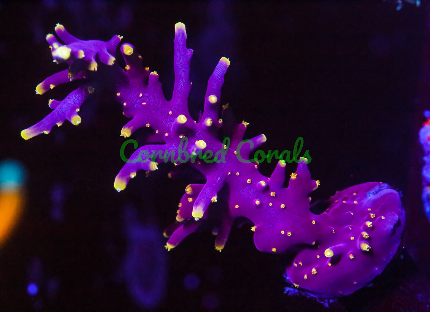 Cornbred's Yellow Lambo Acro