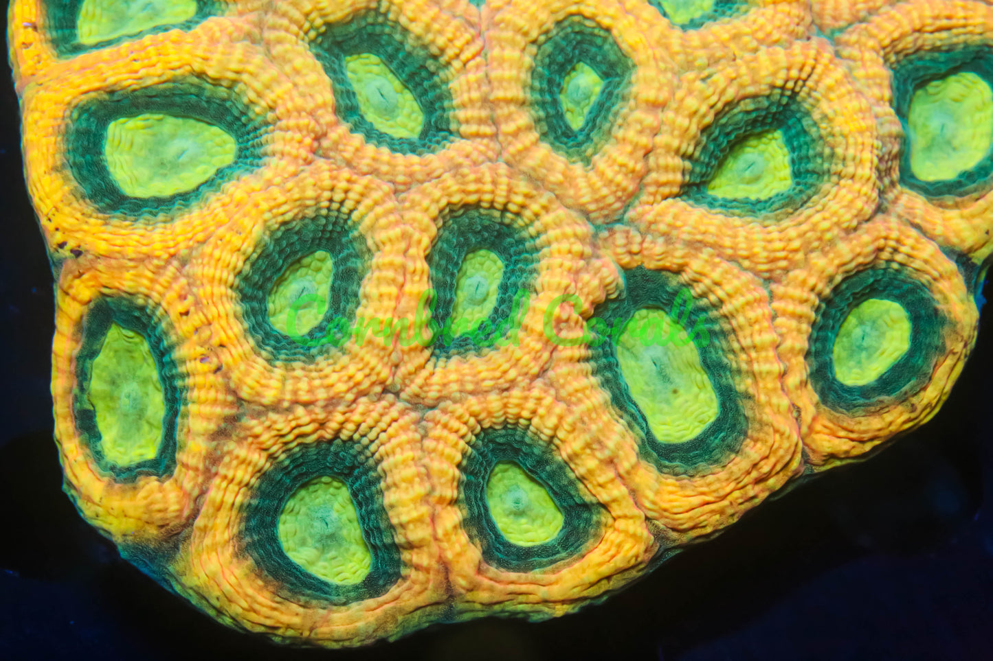 Cornbred's Yellow Mamba Favia