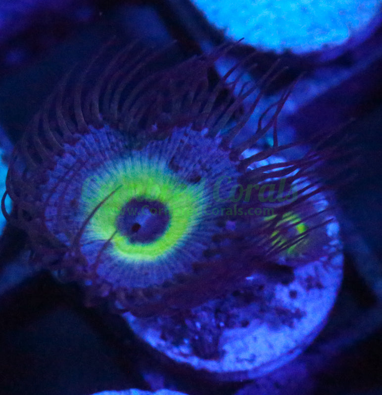 Cornbred's Mind Blowing Palys