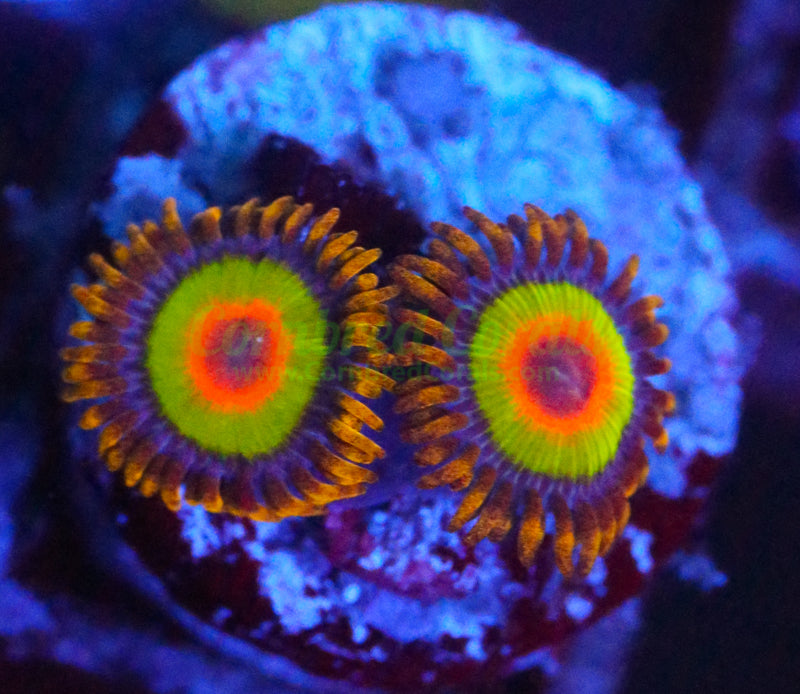Cornbred's Rastas Zoas