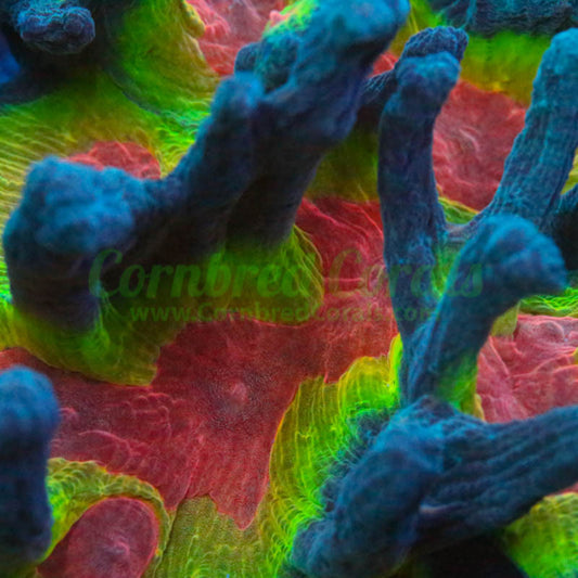 Cornbred's 4 Color Pectinia