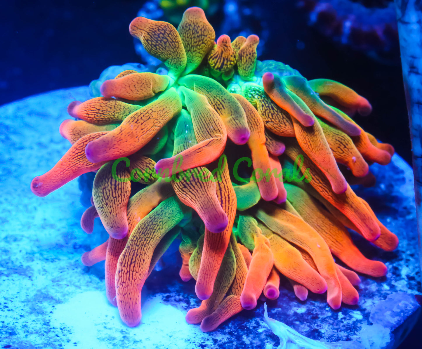 Cornbred's Rainbow Flare BTA Nem