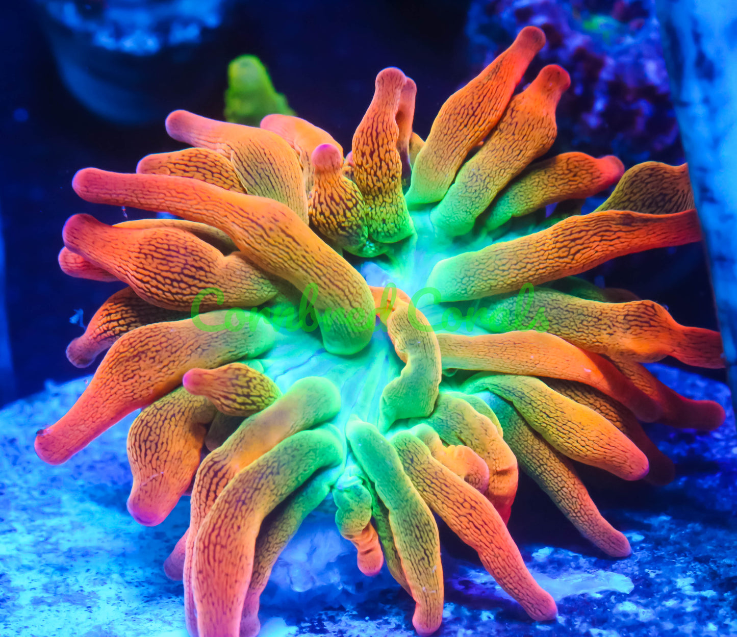 Cornbred's Rainbow Flare BTA Nem