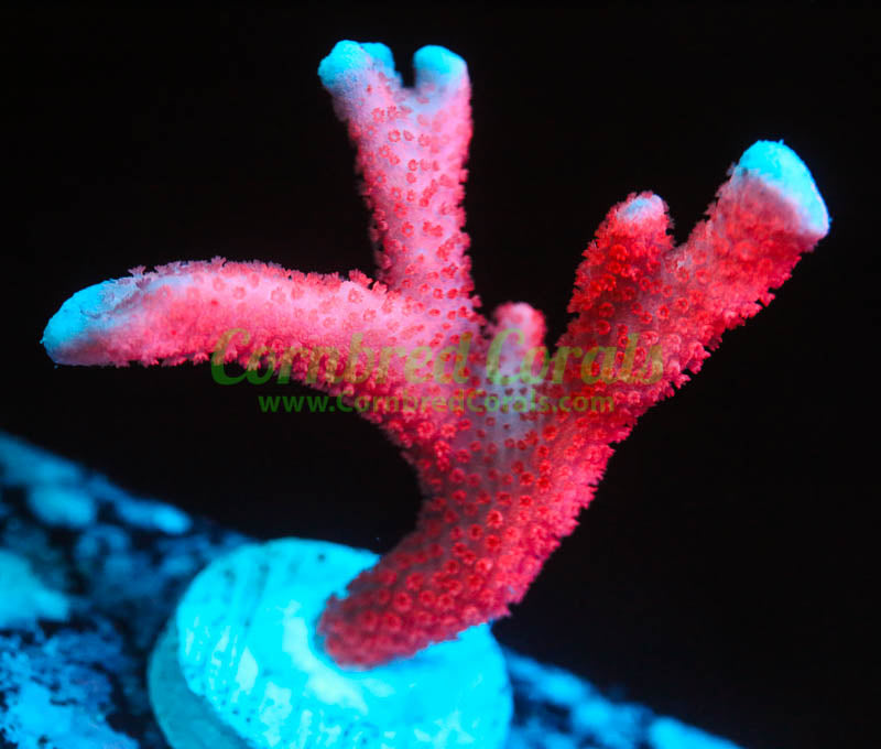 Cornbred's Pink Passion Digi