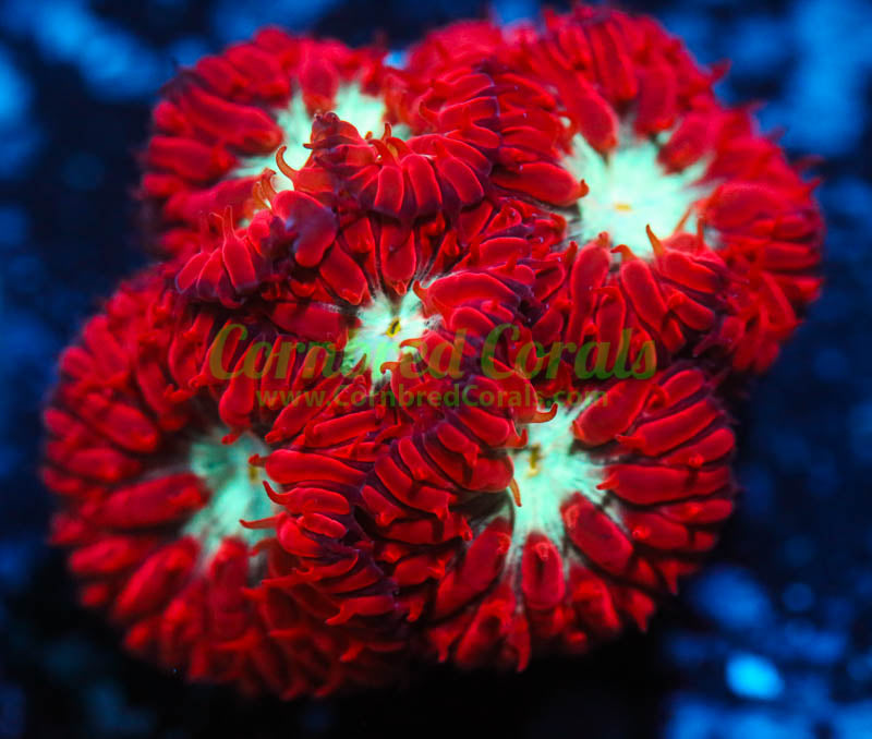 Cornbred's Arctic Blast Blasto Merletti