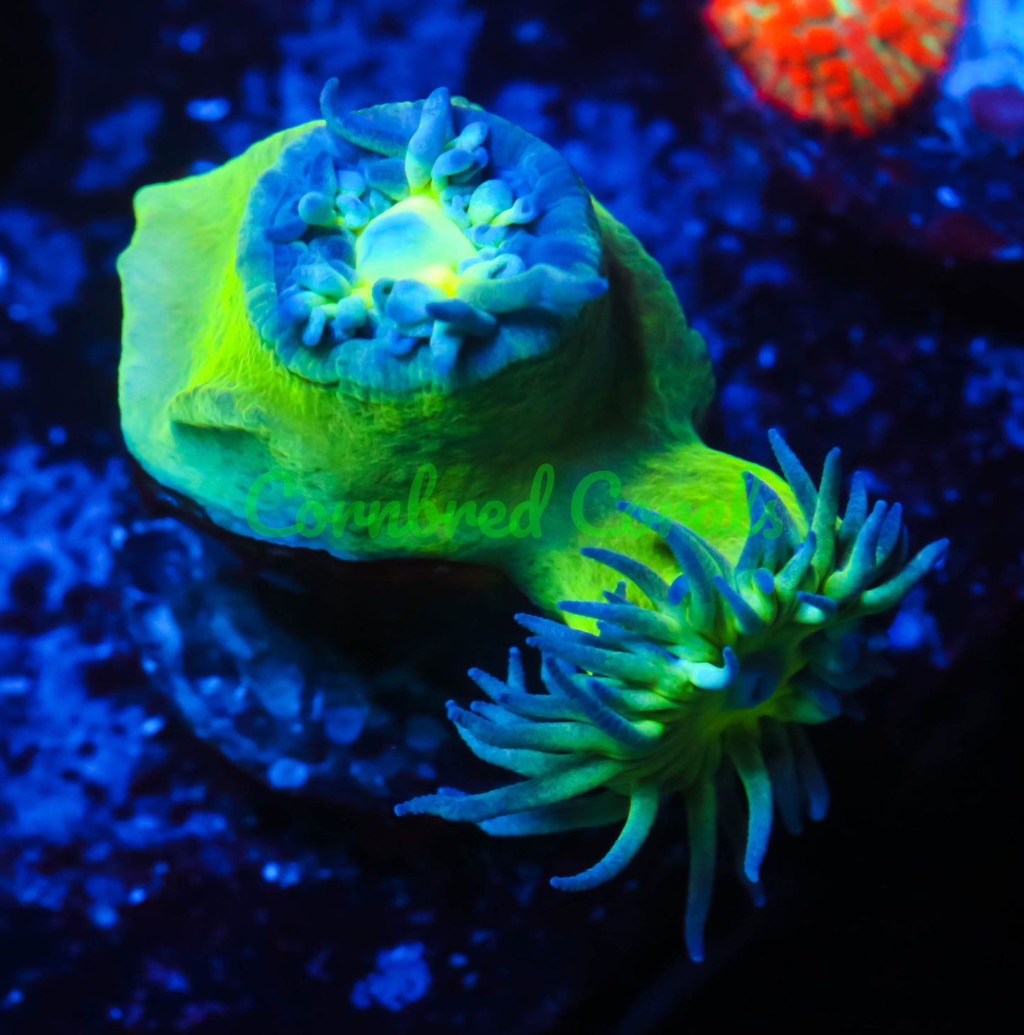 Cornbred's Chronic Duncan
