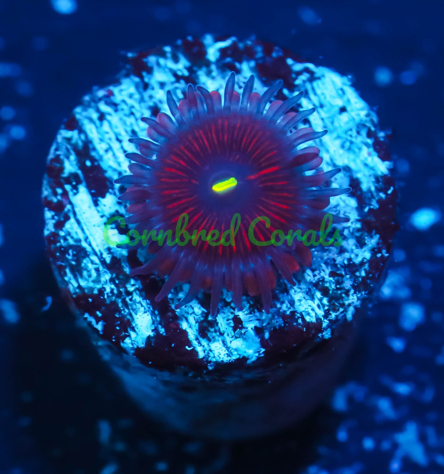 Cornbred's Avenger Palys