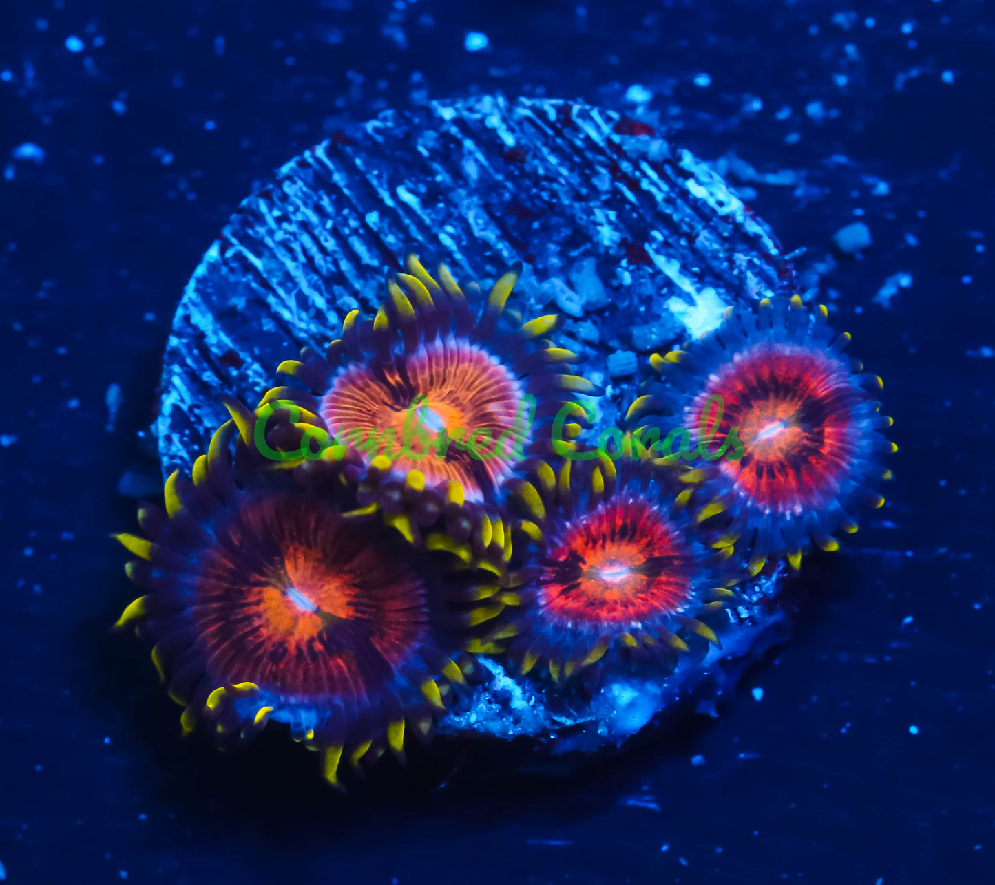 Cornbred's Angry Viking Palys