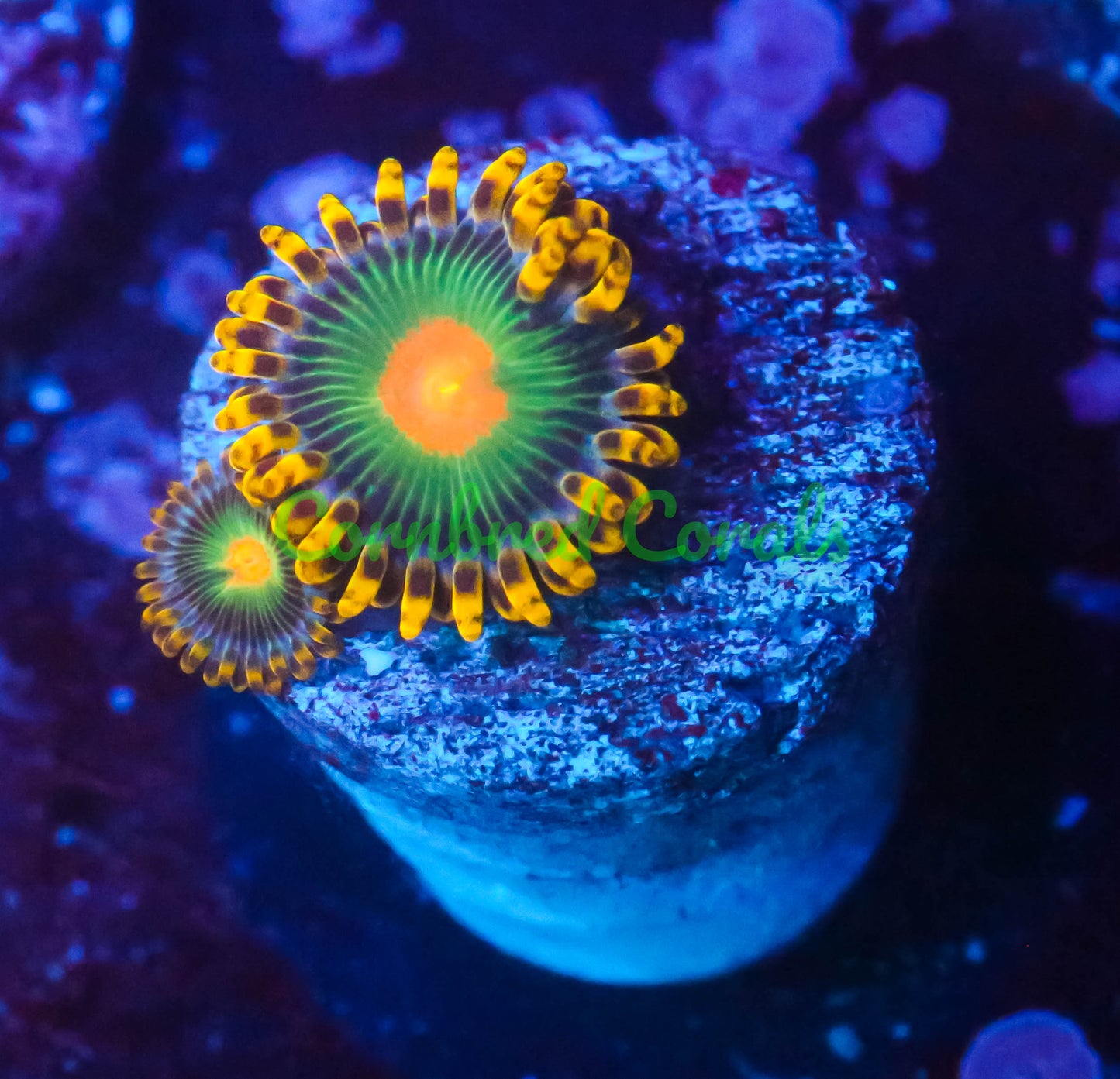 Cornbred's Blanka Zoas