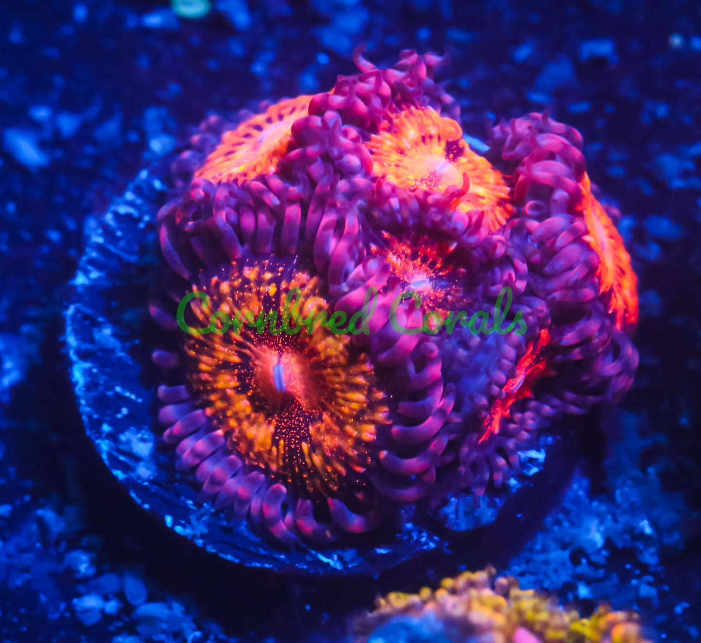 Cornbred's Diamond Girlz Palys